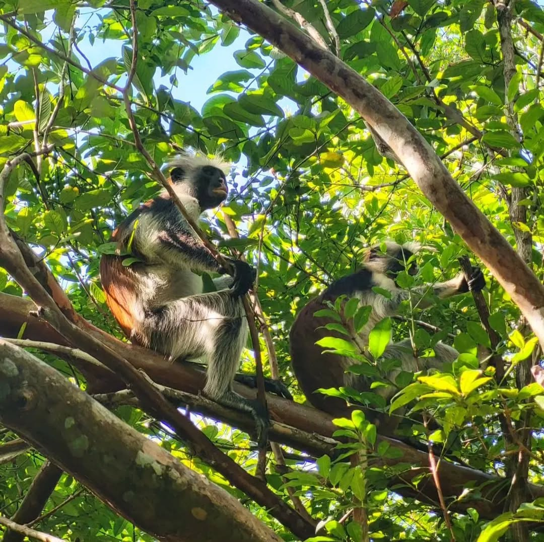 A Red Colobus Monkey sitting in a tree in Jozani Forest